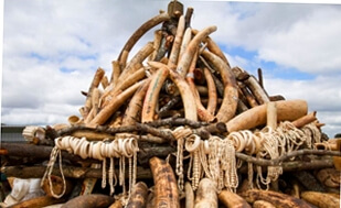 Malawi’s ivory burn debate re-ignited