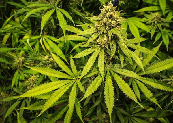 US$15 million set for Malawi’s Industrial Hemp production