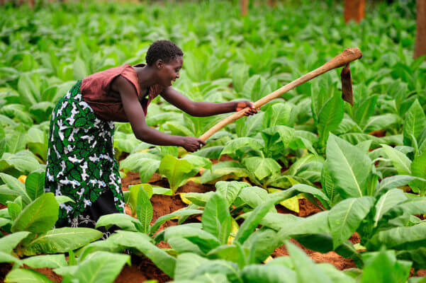 Malawian reporters form media network to fight for Tobacco grower’s rights and resist International ban