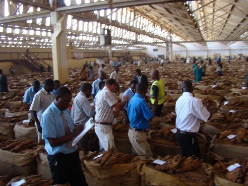 Malawi tobacco farmers going through hell