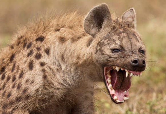 Mr President, in Malawi, hyenas exist in both high and low places, arrest them all