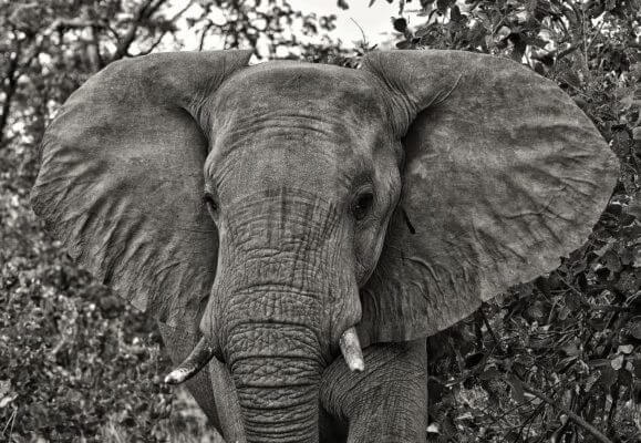 Malawi hosts one of the world’s largest elephant translocations