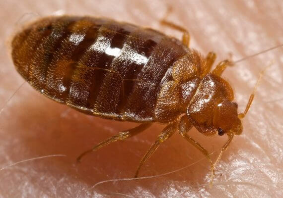 Bedbugs hits hard Dowa’s Mponera rural hospital