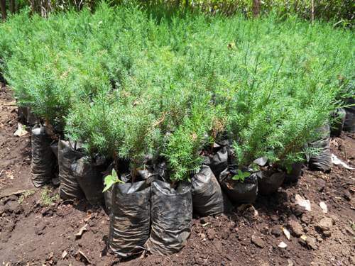 MK40m tree seedlings poisoned in Viphya