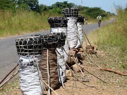 9 months Hard labour for three in Mangochi, Accused of Charcoal harvesting(Deforestation)