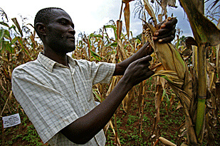 Unknown pest devastates hectares of maize in Karonga