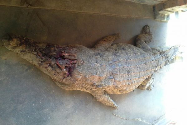 Malawi: Crocodile kills 6-year-old boy in Nkhata Bay