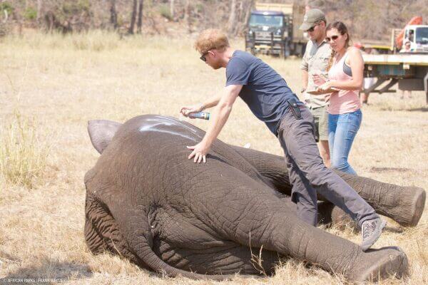 Wildlife Transformation Completing Malawi