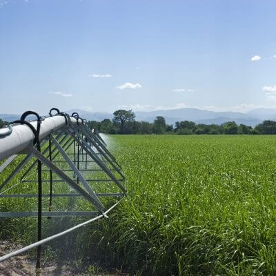 Malawi’s economic meltdown: Sugar prices up by 9%