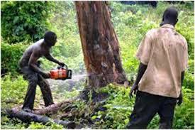 Chased Vipya Plantation workers jeopardize security in Mzuzu