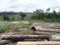 Malawi Govt cheated by Chikangawa plantation’s debtors: Mulli Brothers refuses to pay