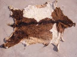 Malawi losing billions of dollars on export of skins and hides raw products-ACTESA