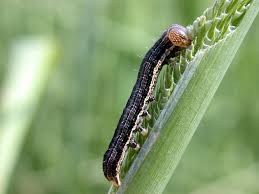 Be warned Malawi: Vicious false armyworms destroy 2,000 hectares of maize in nine districts