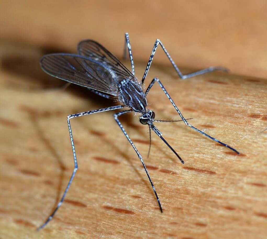 Malawi’s Malaria Vaccine Programme on track