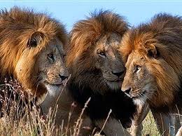 Three lions escape from Kasungu National Park; Govt deploys rangers, warns communities against walking at night