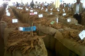 Overproduction worsens 2019 Malawi tobacco sales..As market expects to close Sept