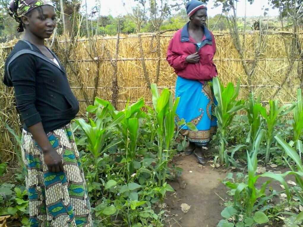 Averting food crisis with victory gardens