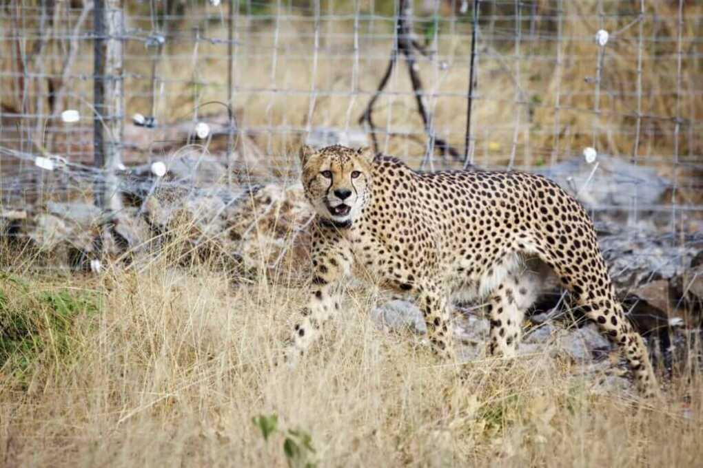 Malawi Tourism: Cheetahs return to Malawi after decades