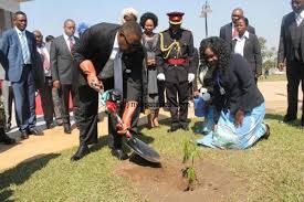 Tree President Mutharika planted marking 2017/18 Tree Planting Season missing