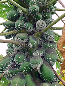Strange pawpaw disease breaks in Malawi