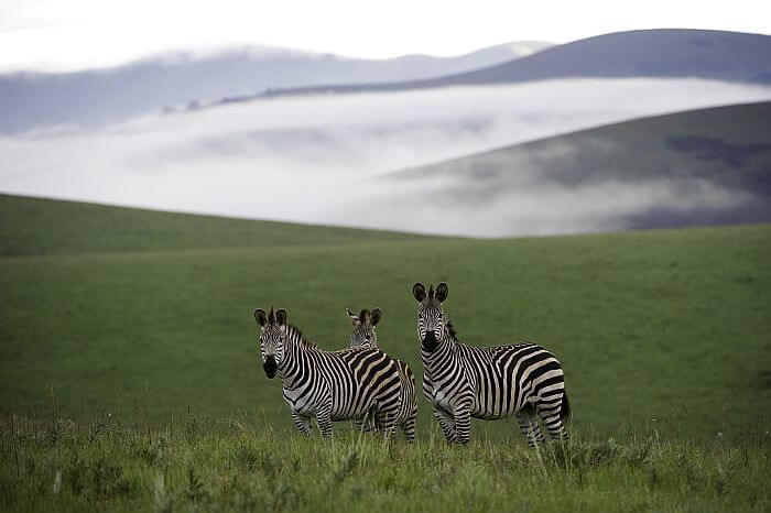 Malawi Tourism: Nyika National park underutilized due to bad roads
