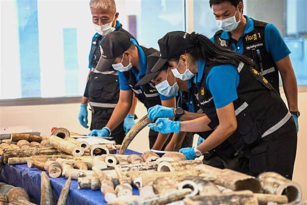 Ivory Poachers