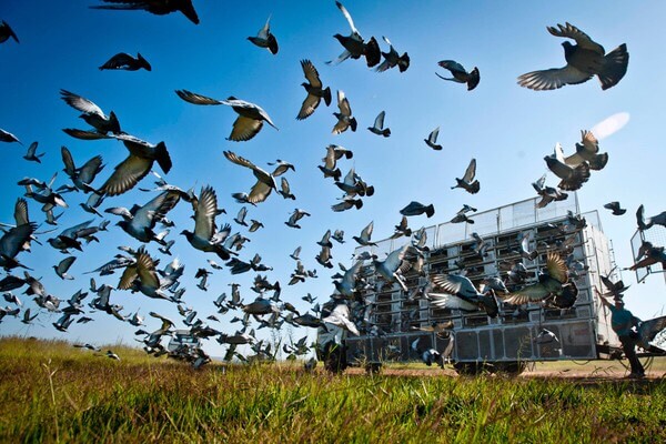 Bizarre: Pigeon racing blamed for rise of divorces in Indonesia