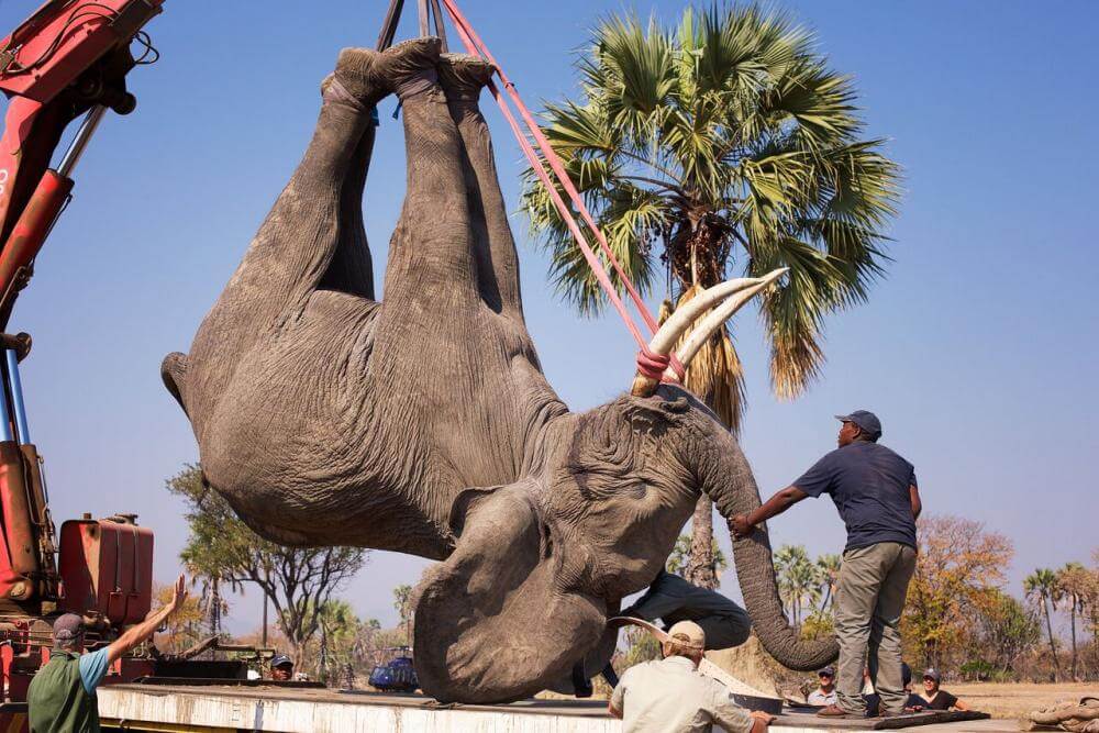 Malawi Leads the Way in  Animal Conservation