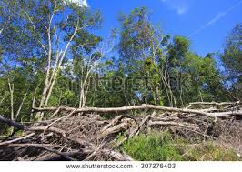 12 Mangochi men fined for land encroachment