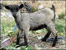 Livestock foot and mouth disease hits to Dedza, Ntcheu