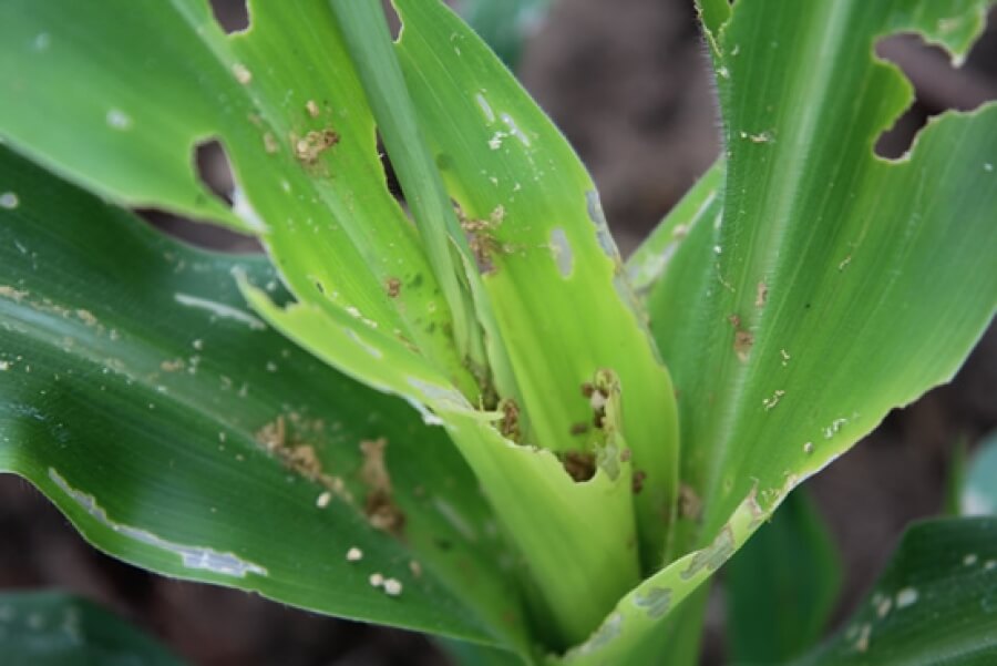 Crop diversification vital for countering fall army worms