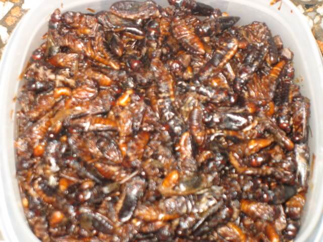 Flying ants ‘Ngumbi’ poisoning blamed for deaths of 4 family members