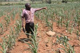 Malawi crop estimate not yet out…….. as dry spell ransacks hectors of farms