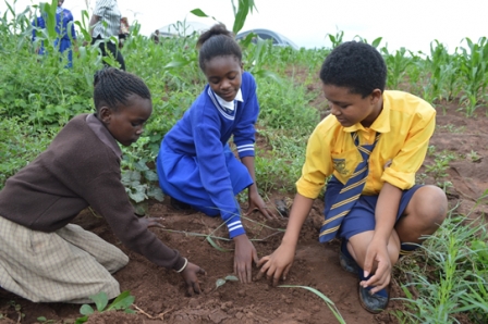 Karonga to plant 1.5 million tree seedlings in 2023 forest season