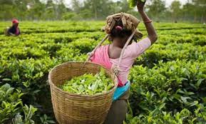 Malawi earned US$I4.5 million from Tea in 2017