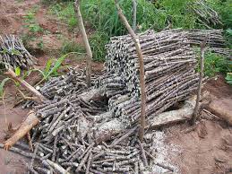 Malawi Govt to distributes cassava stems to farmers