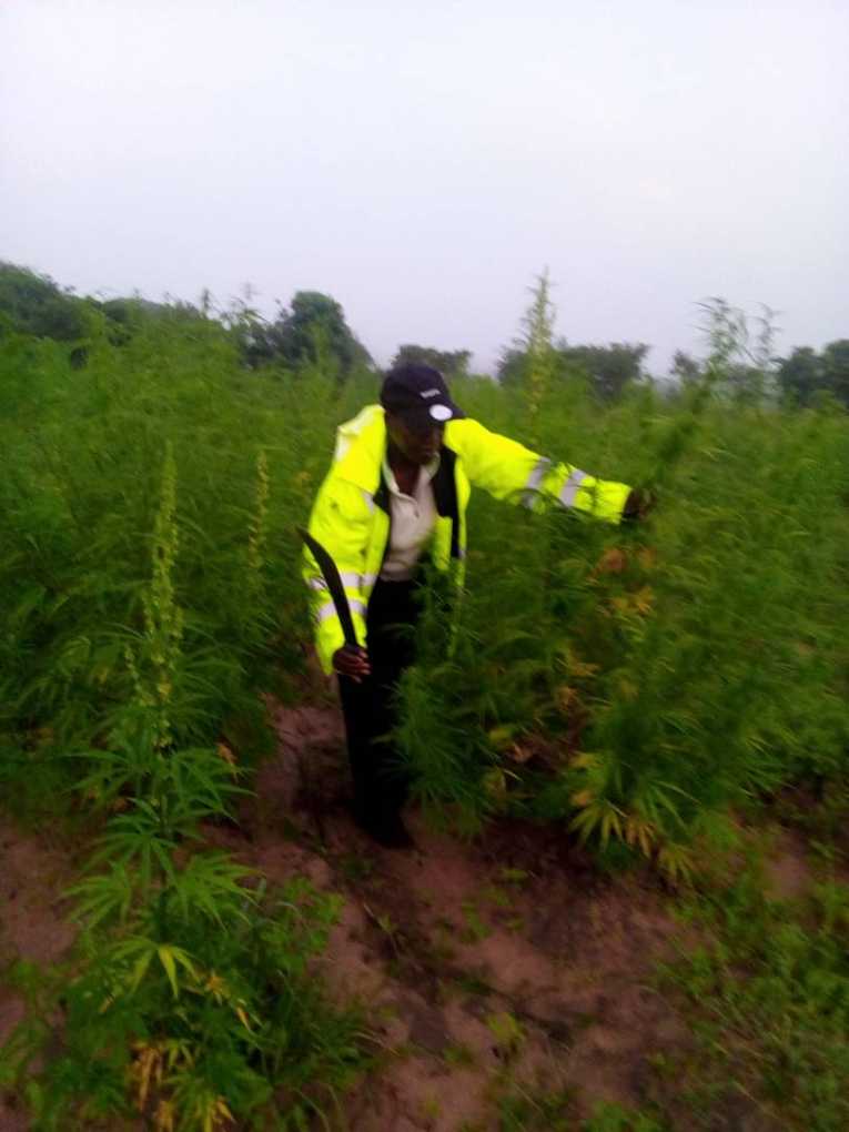 Malawi Police uproot 5000 plants of Indian Hemp in Kasungu