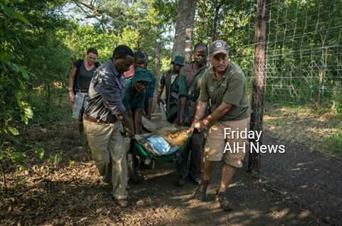 Lions reintroduced to Liwonde National Park in Malawi