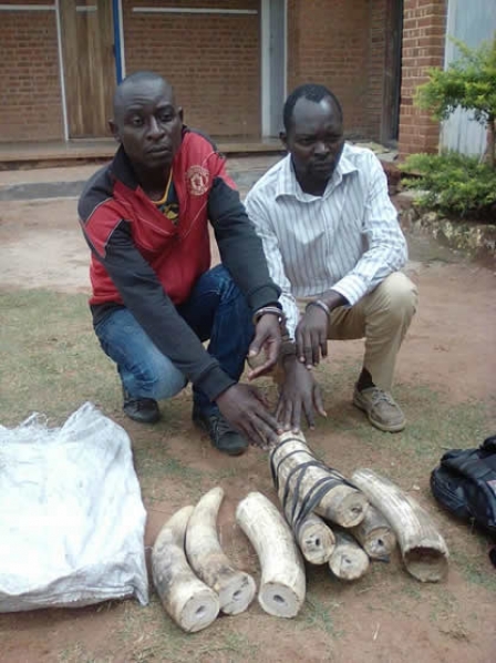 Two Zambians nabbed for trafficking K13.4 million worth of ivory into Malawi