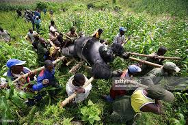 UNESCO condemns killing of six guards in Virunga National Park
