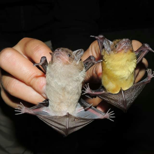 Environmental Close Up on Sunday; Of using bats for food security and Malaria reduction