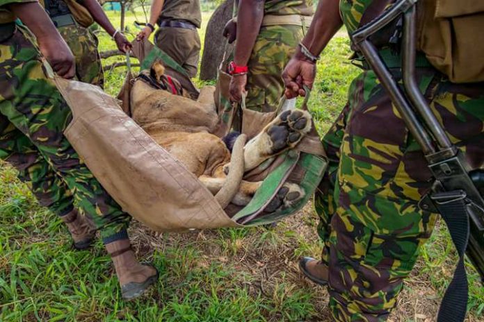 Malawi’s Majete Game Reserve ropes in six Lions from South Africa