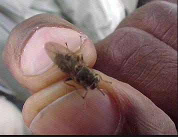 Tsetse flies in Nkhota-kota Game Reserve cause panic