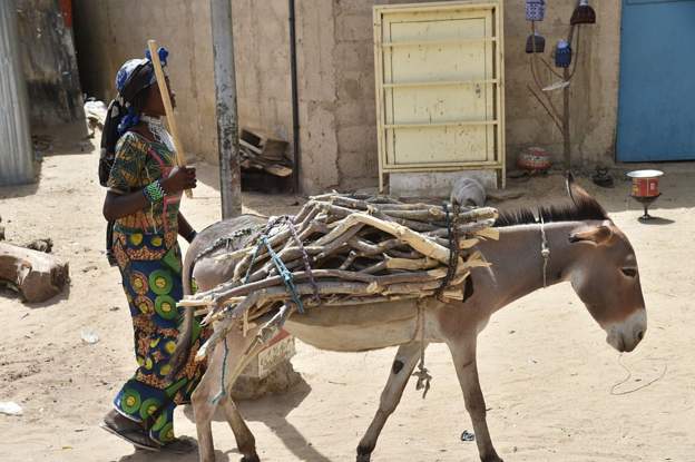 Burundi rejects donated French donkeys