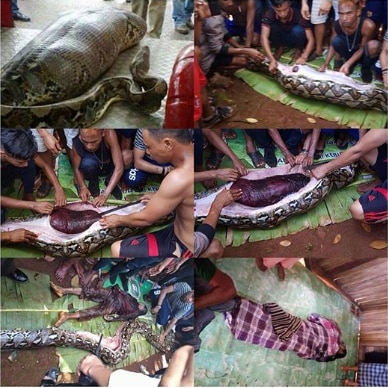 Indonesian missing woman found inside Python’s stomach