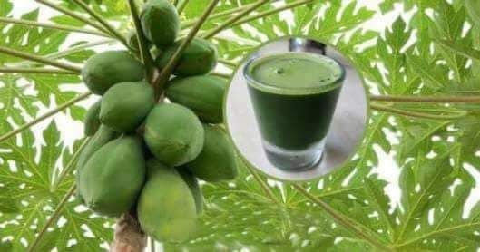 My Take On It; Papayas, the cure-all for cancer, diabetes, ulcers, malaria & other things