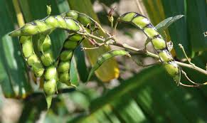 Chiradzulu pigeon peas farmers demand protection from politicians