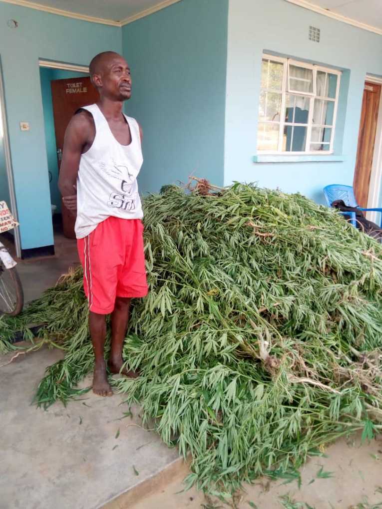 Lilongwe man arrested over Indian hemp cultivation