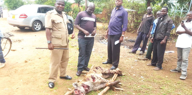Hyena killed after attacking three residents in Malawi’s Ntcheu District