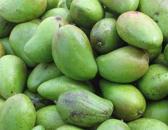 Malawi mangoes set for Indian markets